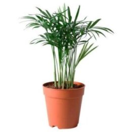 Chamaedorea elegans6CM ruukku -