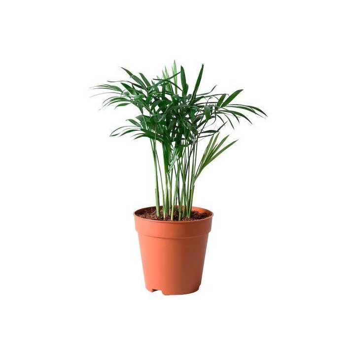 Chamaedorea elegans6CM ruukku -