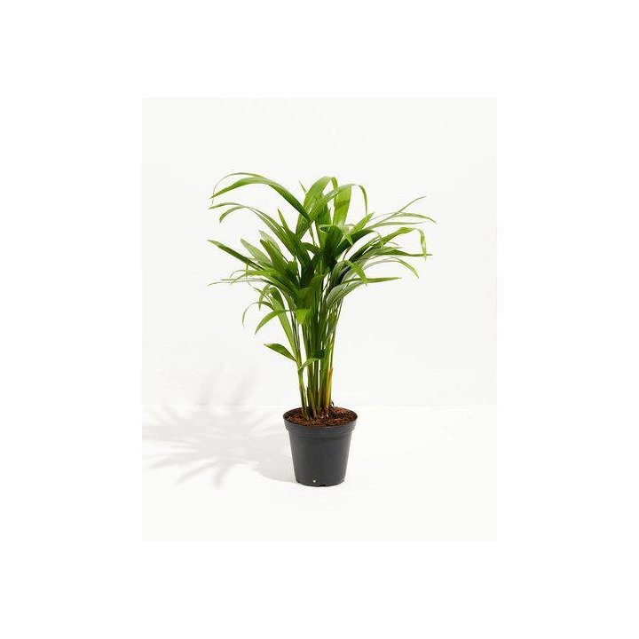 Chrysalidocarpus lutescens areca 6CM ruukku -