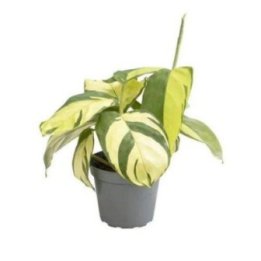 Ctenanthe golden mosaic 6CM ruukku -