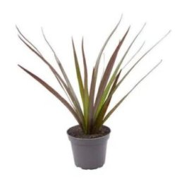 Dracena magenta 6CM ruukku -
