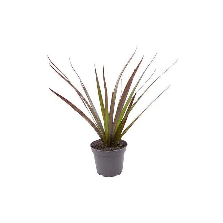Dracena magenta 6CM ruukku -