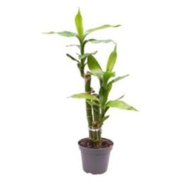 Dracena sanderianalucky bamboo 6CM ruukku -
