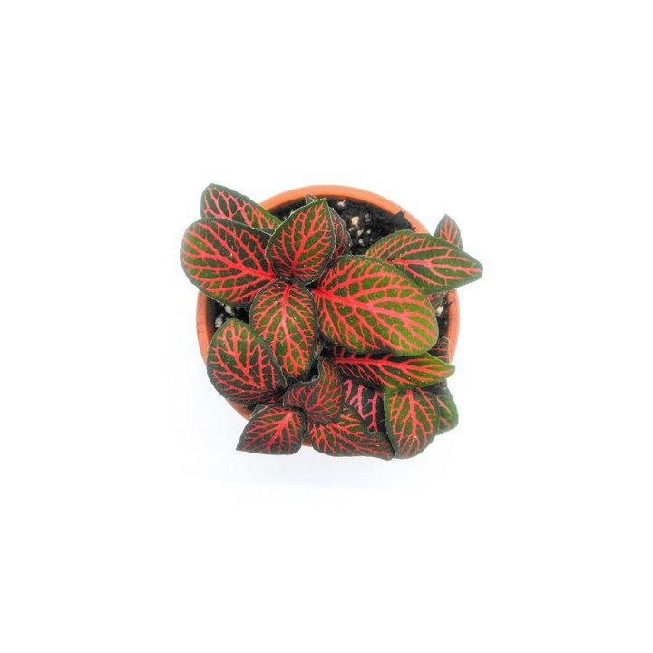 Fittonia verschaffeltii 'red' 6CM ruukku -