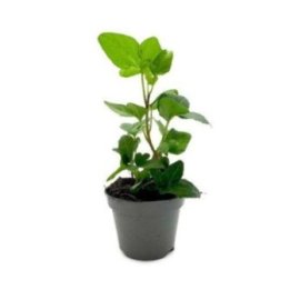 Hedera helix vihreä 6CM ruukku -