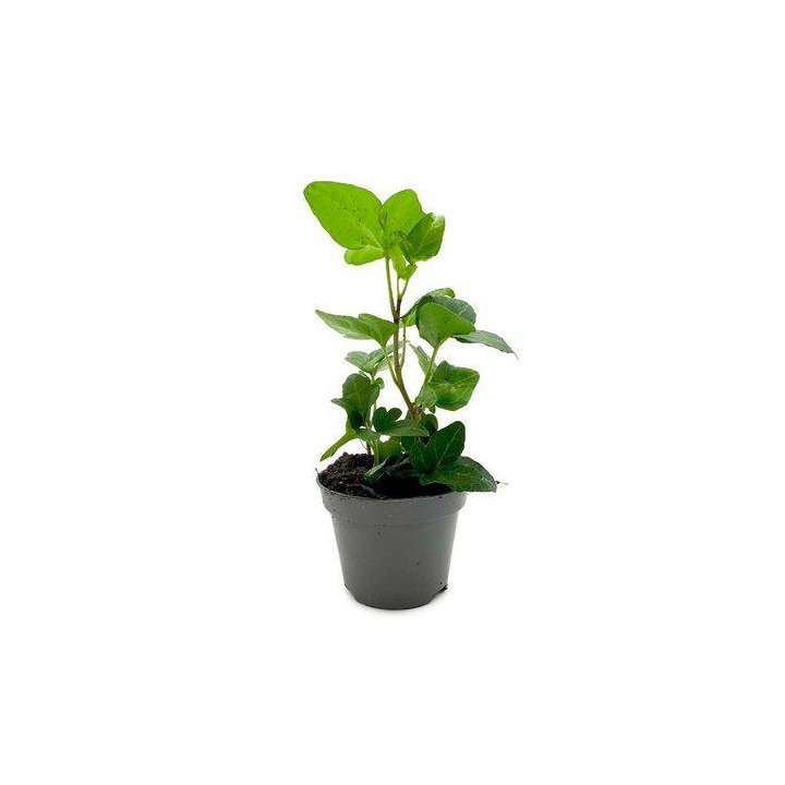 Hedera helix vihreä 6CM ruukku -