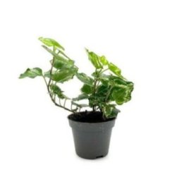 Hedera helix veriegata 6CM ruukku -