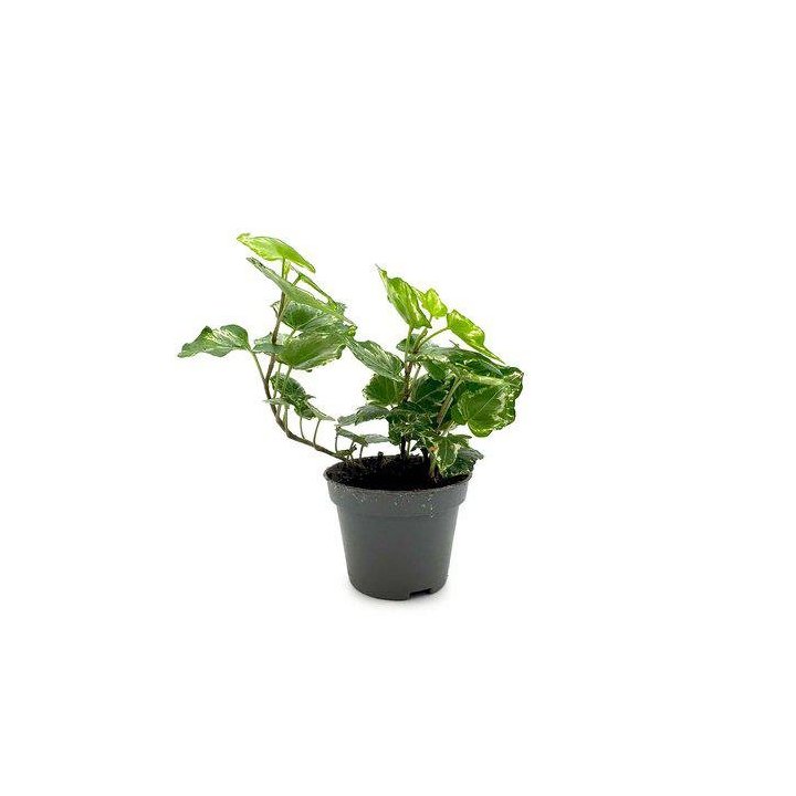 Hedera helix veriegata 6CM ruukku -