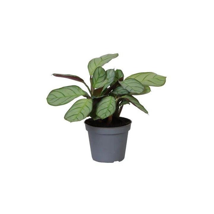 Maranta amagris 6cmpot -