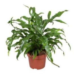 Microsorum diversofolium 6CM ruukku -