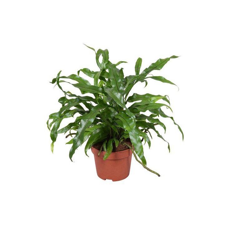Microsorum diversofolium 6CM ruukku -