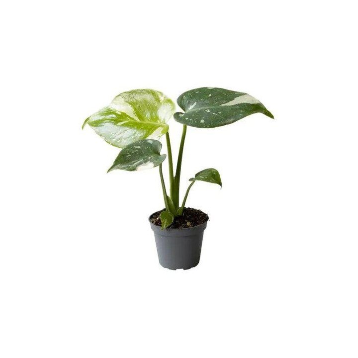 Monstera thai constellation 6CM ruukku -