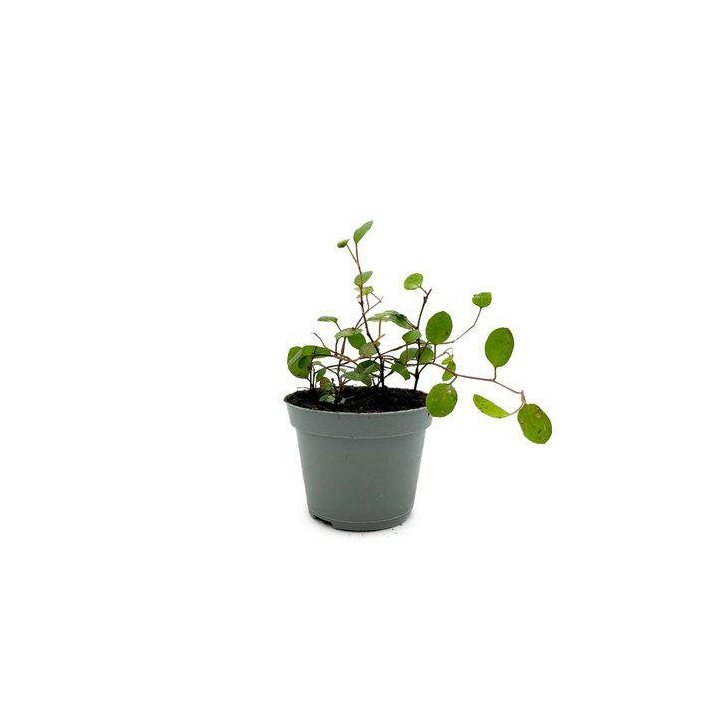 Muehlenbeckia complexa 6CM ruukku -