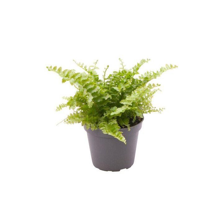 Nephrolepis exaltata'fluffy ruffle' 6cmpot -