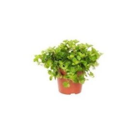Peperomia rotundfolia 6CM ruukku -