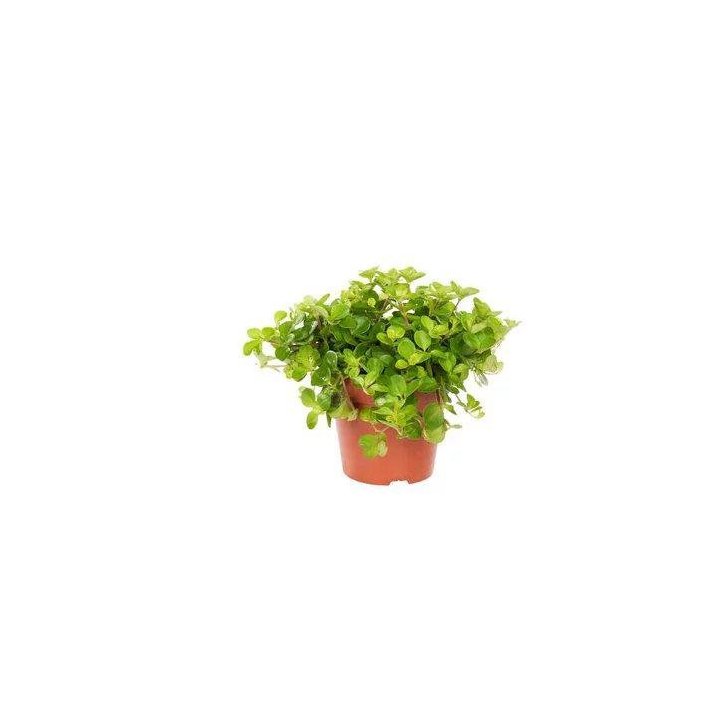 Peperomia rotundfolia 6CM ruukku -