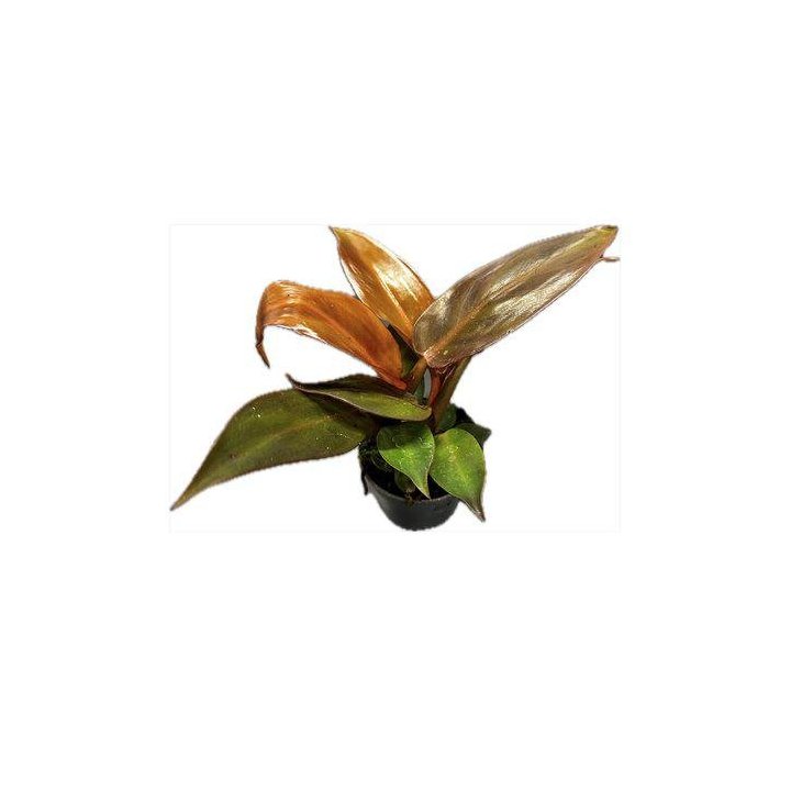 Philodendron red sun 6CM ruukku -