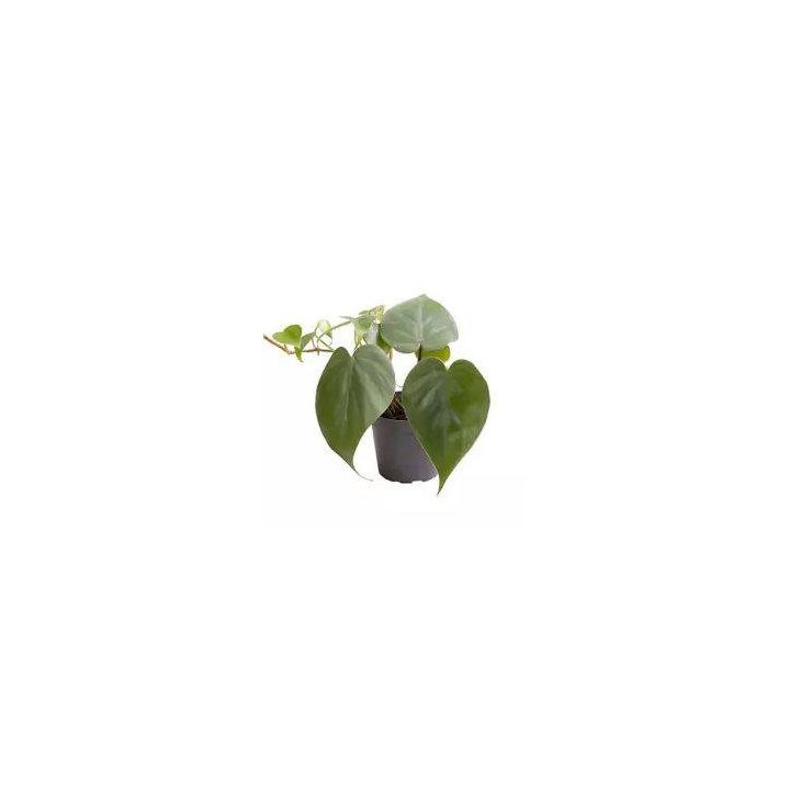 Philodendron scandens 6CM ruukku -