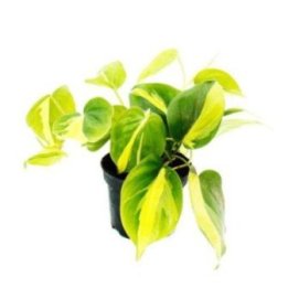Philodendron scandens brazil 6CM ruukku -