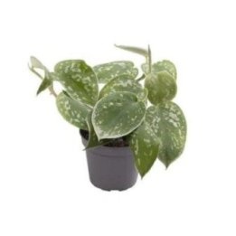 Philodendron scandens pictus 6CM ruukku -