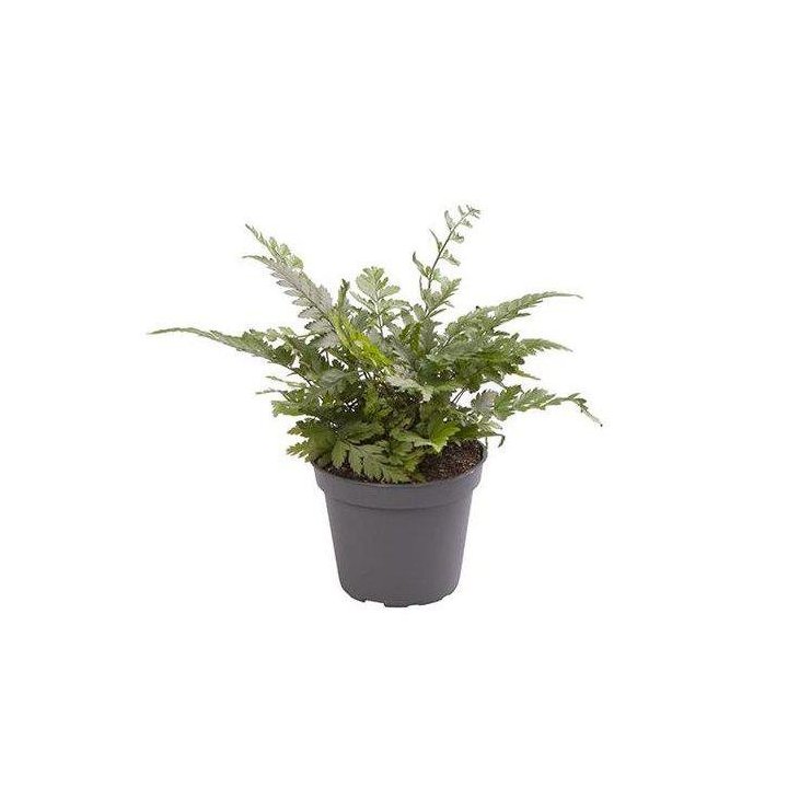 Polystichum tsus-simense 6CM ruukku -