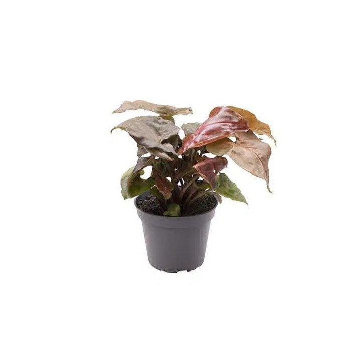 Syngonium maria 6cmpot -