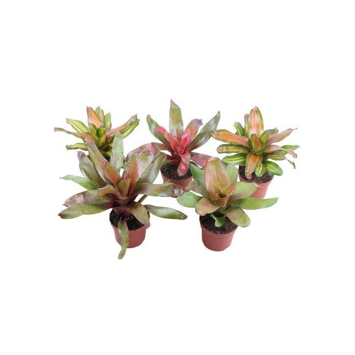 Neoregelia 12CM ruukku -