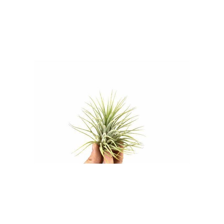 Tillandsia ionantha8CM -