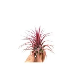 Tillandsia ionantha'red' 8CM -