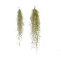 Tillandsia usneoides -