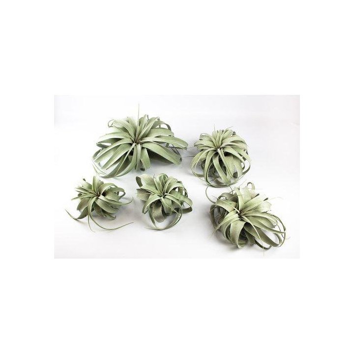 Tillandsia xerographica 10CM -