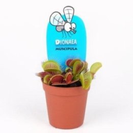 Dionaea muscipula 8CM -