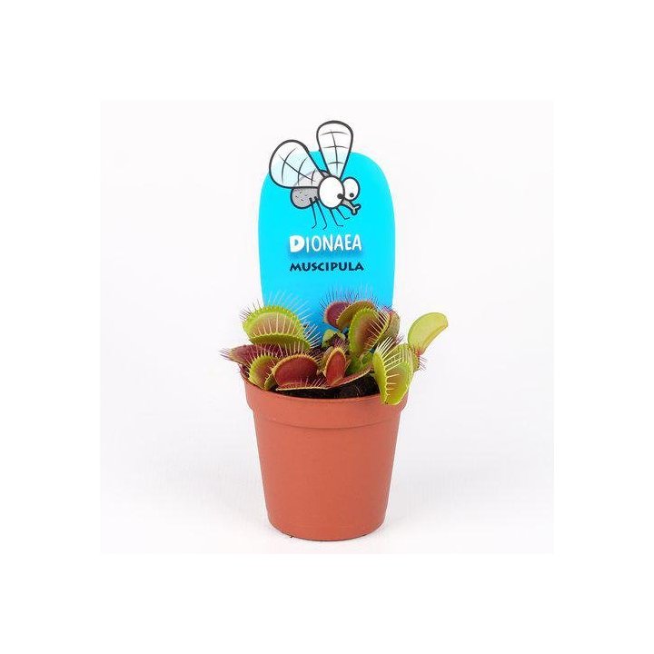 Dionaea muscipula 8CM -