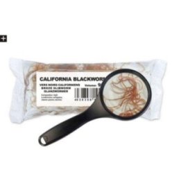 Elävä blackworms 90ML/25kpl -