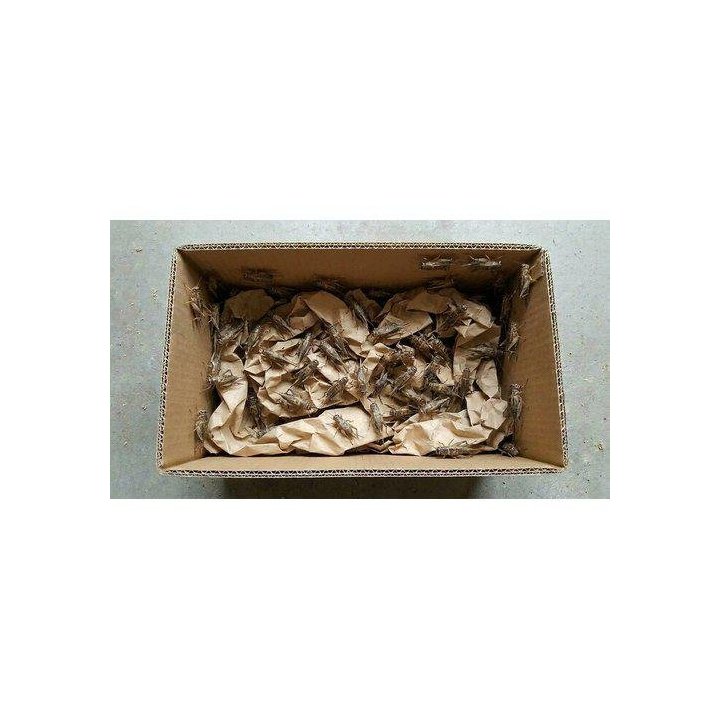 Sirkat M 1 lit n. 1000kpl -