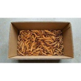 Zophobas moria larv 500GR -