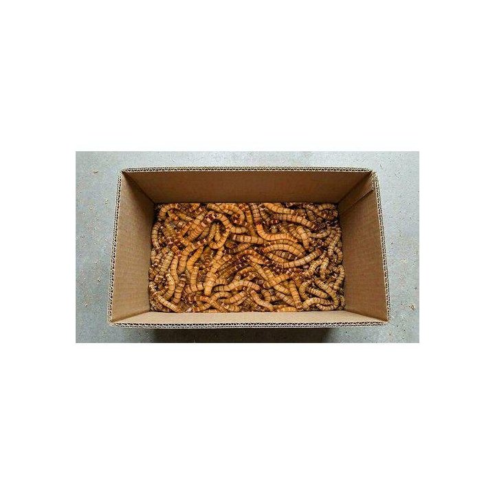 Zophobas moria larv 500GR -