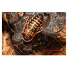Kackerlacka dubia iso 1KG n. 700kpl'beställningsvara -