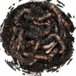 Onkimato (dendrobena) 12-15kpl i muovipurkki -