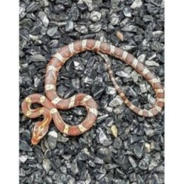 Corn snake young (Pantherophis guttatus)