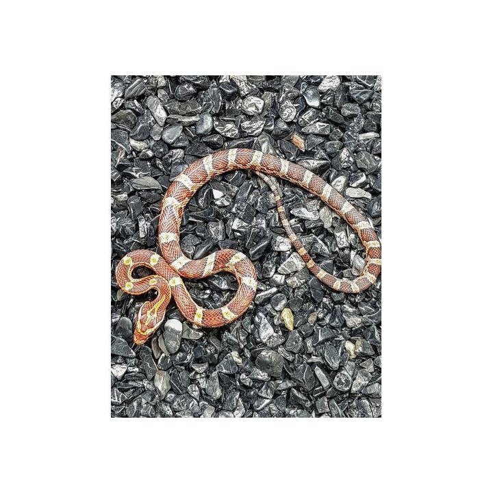 Corn snake young (Pantherophis guttatus)