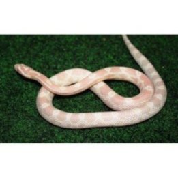 Corn snake Snow nuori (Pantherophis guttatus)