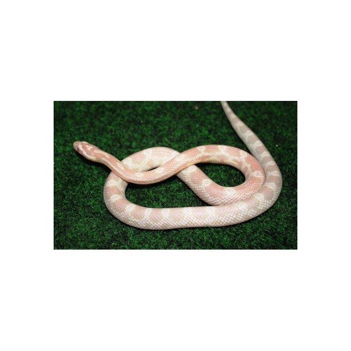Viljakäärme Snow nuori (Pantherophis guttatus)