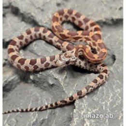 Viljakäärme Redfactor Masque Poss Blodred/pi (Pantherophis guttatus)