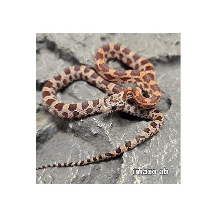 Corn snake Redfactor Masque Poss Blodred/pi (Pantherophis guttatus)