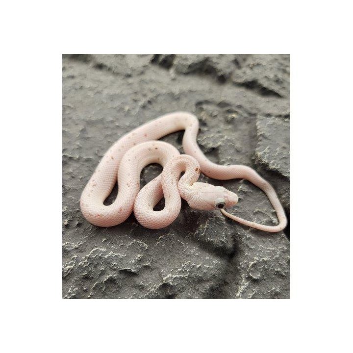 Majsorm Palmetto Juvenile (Pantherophis guttatus)