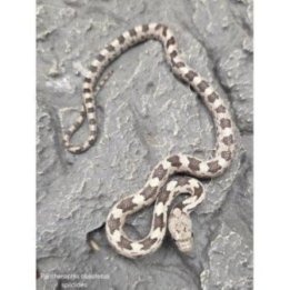 Western rat snakes young Pantherophis obsoletus