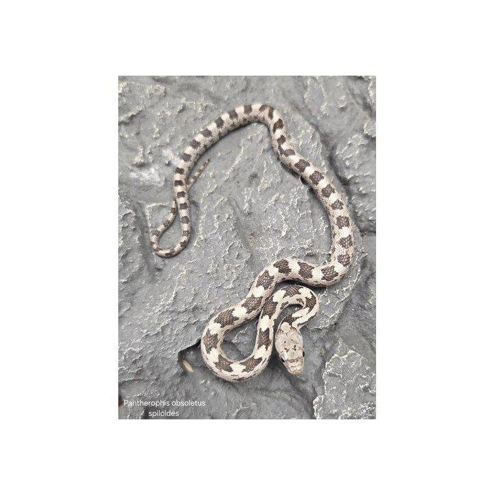 Western rat snakes young Pantherophis obsoletus