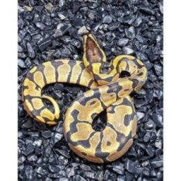 Kuningaspyton normaaliväri (C) (Python regius)