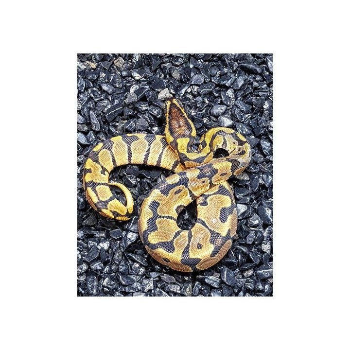 Kungspyton Normalfärg (c) (Python regius)